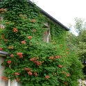 Campsis x tagliabuana 'Mme Galen'